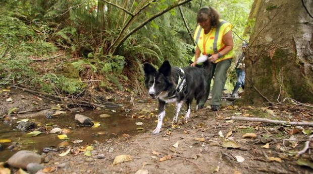 Molly leads handler Gwen Jones on Monday along Enatai Creek in Bremerton. (Meegan Reid / Kitsap Sun)